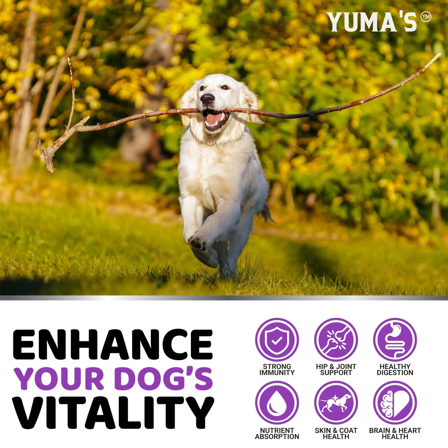 Dog Multivitamin